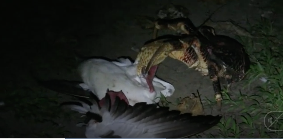 Cảnh[-]cua[-]dừa[-]tấn[-]công[-]và[-]ăn[-]thịt[-]chim[-]biển